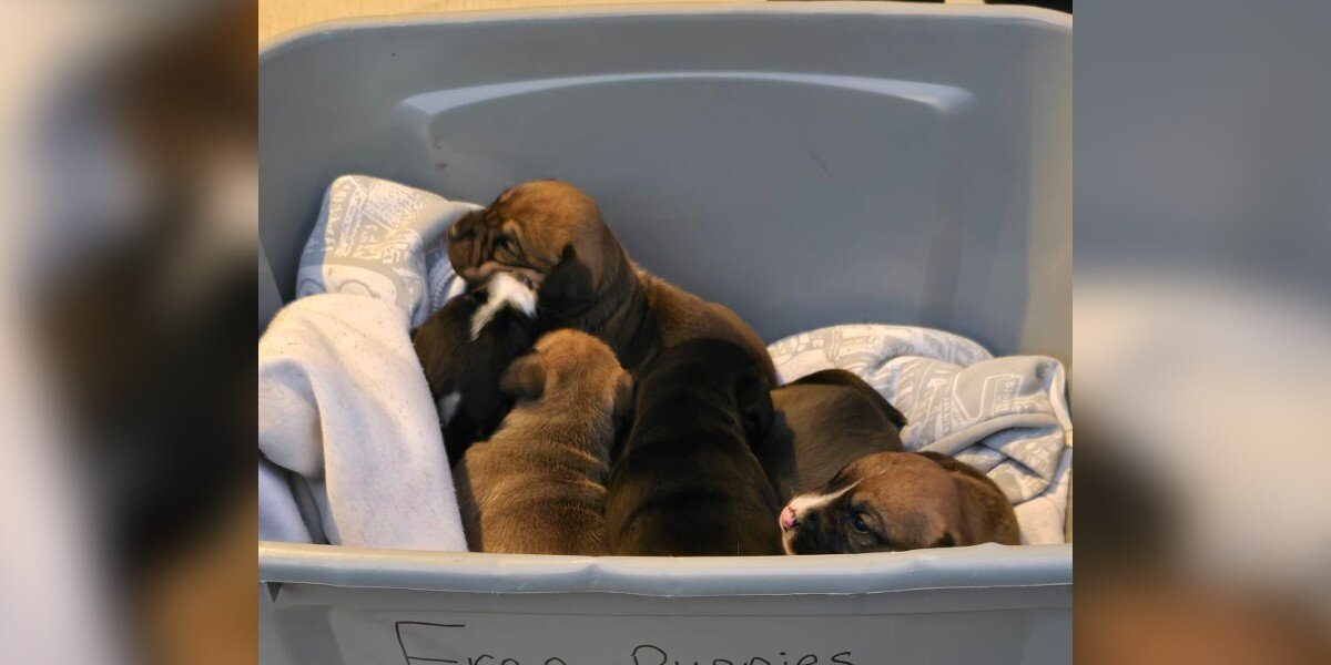 Pastor Finds A Box Of Newborn Puppies On Church Steps With A Note