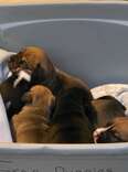 Pastor Finds A Box Of Newborn Puppies On Church Steps With A Note