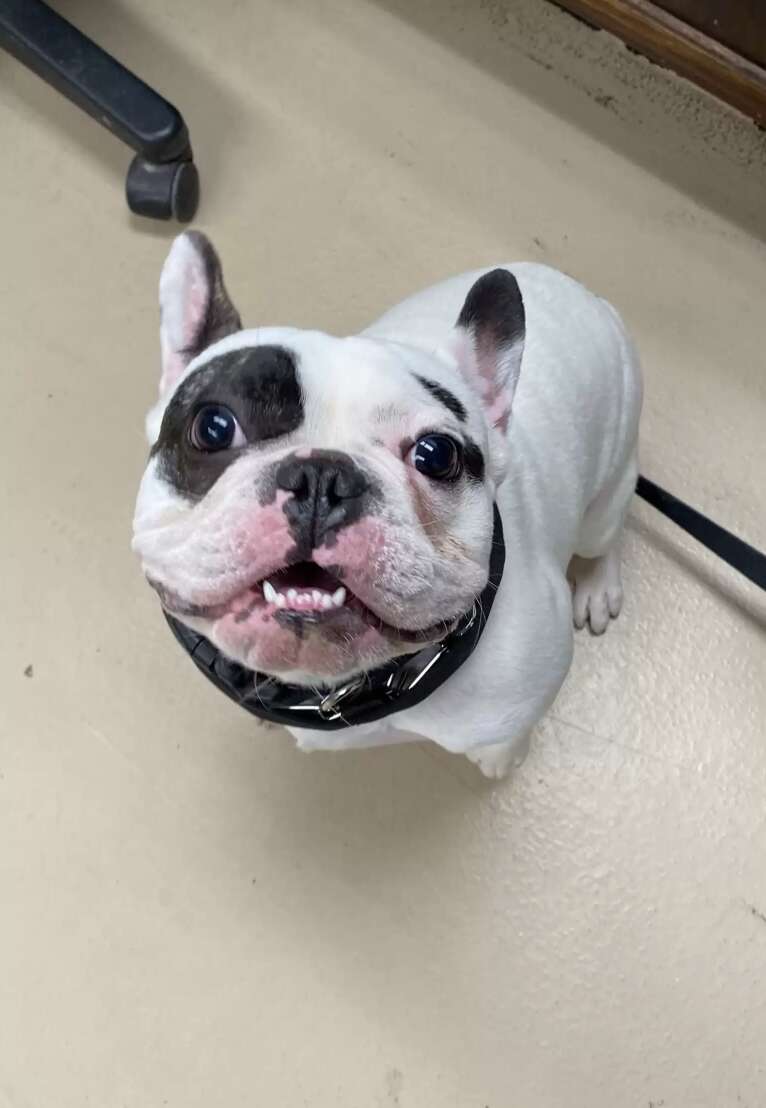 Bulldog looking up at camera