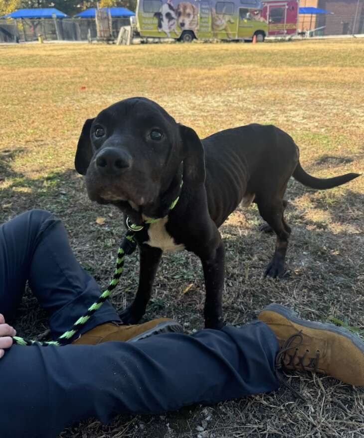 black dog