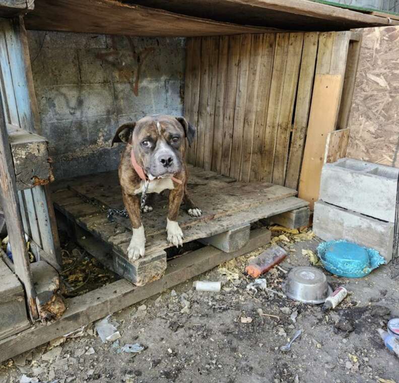 dog in wooden house