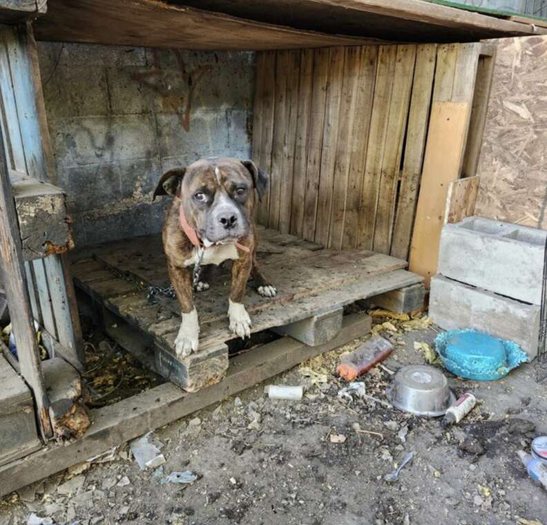 dog in wooden house 