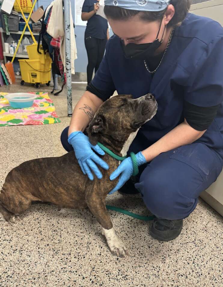 dog hugging woman