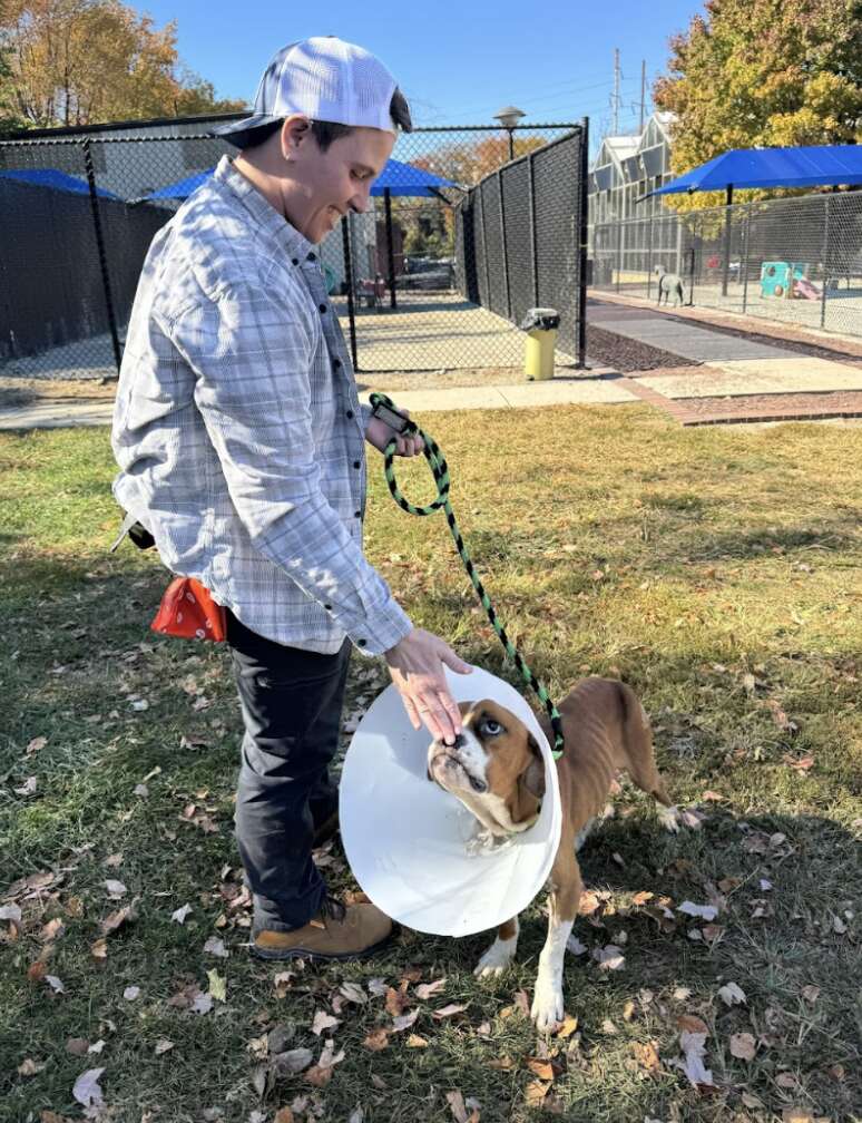 dog with cone 