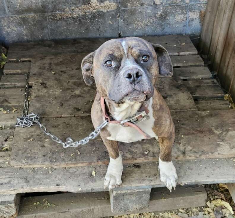 dog chained to wooden house 