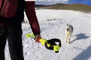 Husky's Obsession Is Skiing With Mom