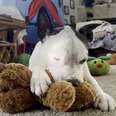 Rescue Pittie Takes Toys On His Walks For Emotional Support