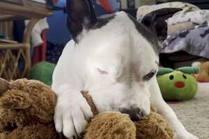 Rescue Pittie Takes Toys On His Walks For Emotional Support