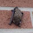 Bat cowering against brick wall