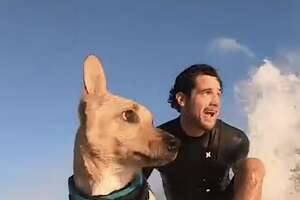 Dog Loves To Do All Sorts Of Ocean Sports With Dad