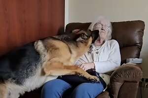 German Sheperd Loves Visiting Grandma At The Nursing Home