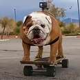 Dogs Make Dad Take Them To The Skatepark