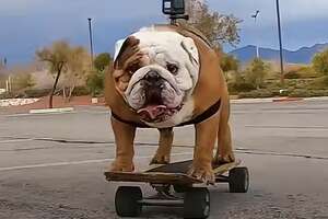 Dogs Make Dad Take Them To The Skatepark