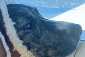 This Dog Loves Flying With Her Dad