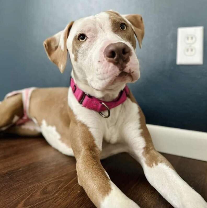 brown and white dog