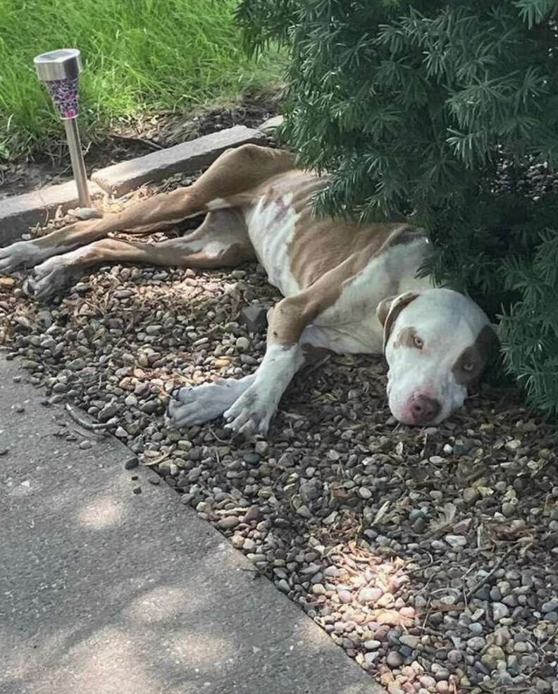 dog under bush