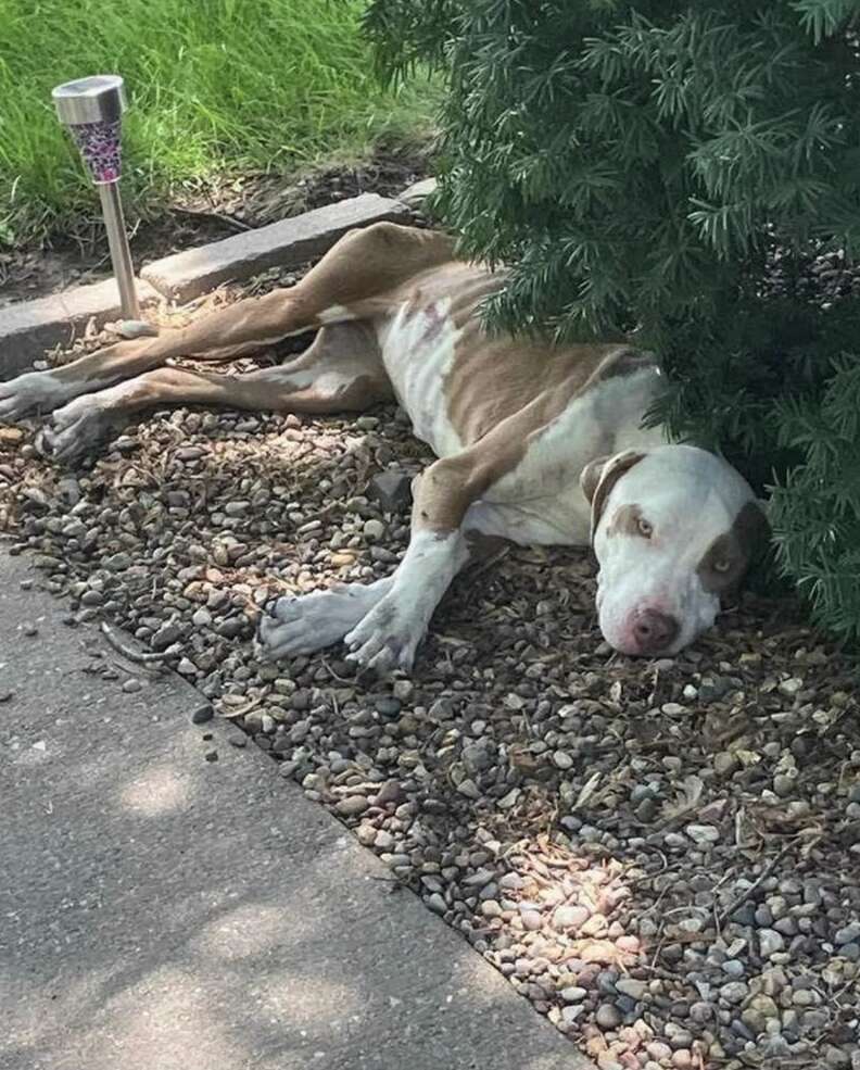 dog under bush 