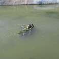 dog trapped on shopping cart in water