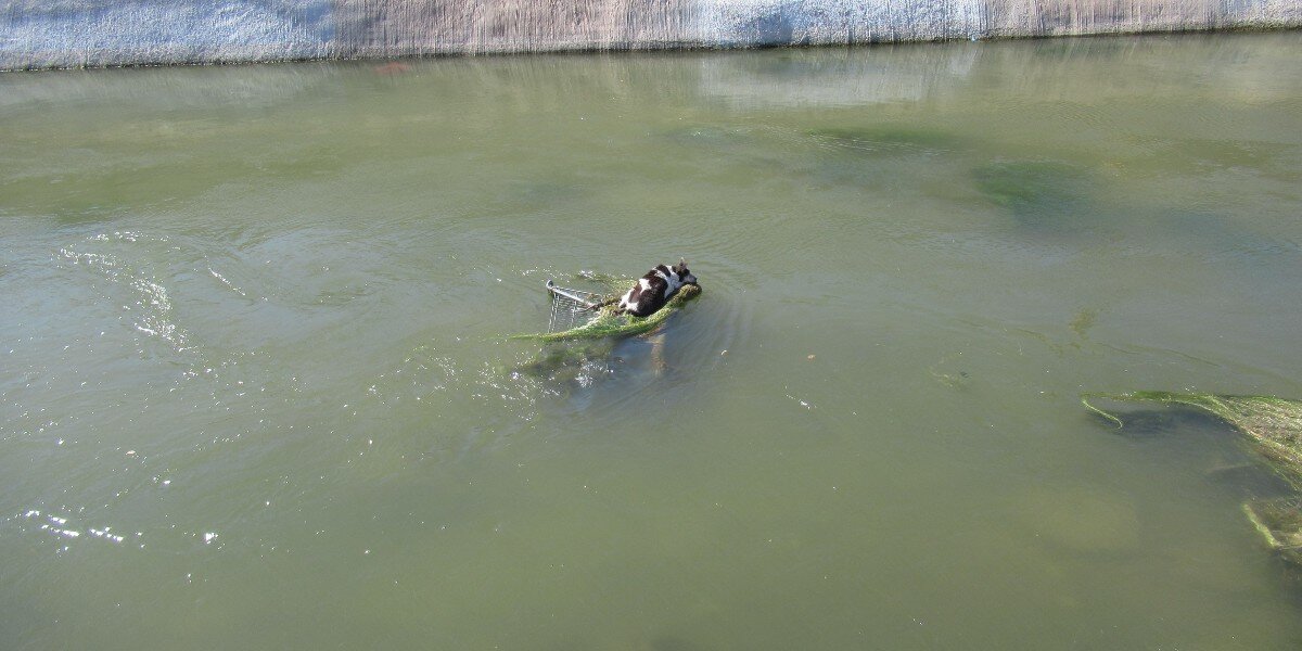 Little Animal Clings To Old Shopping Cart Stranded In Rushing Water