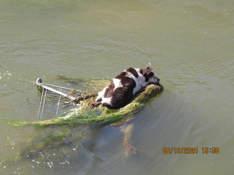 canal dog