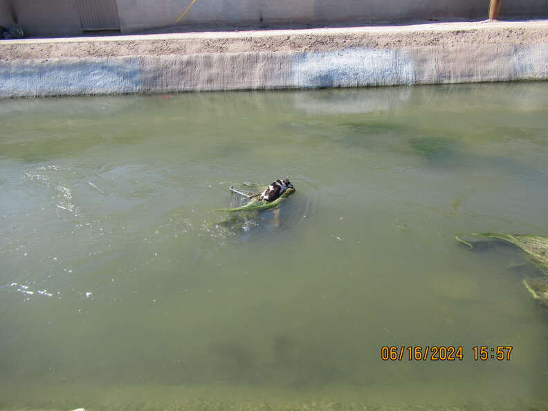 dog in canal