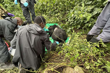 vet treating tranquilized gorilla in the forest