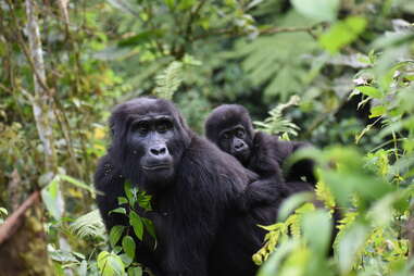 mountain gorillas in uganda in the forest