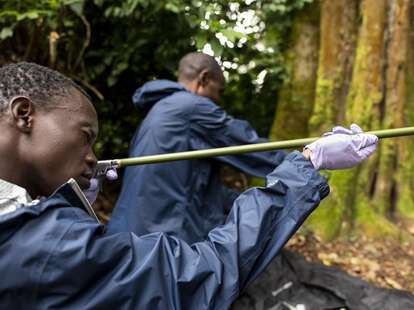 vet with dart gun to use on gorilla for medical care