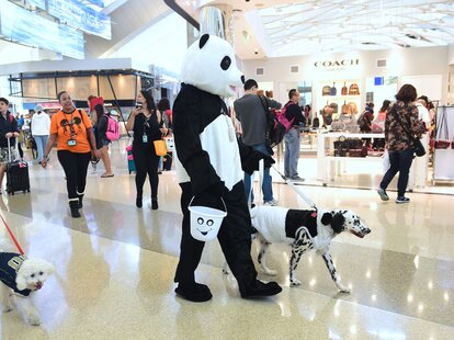 Person dressed in panda costume at airport