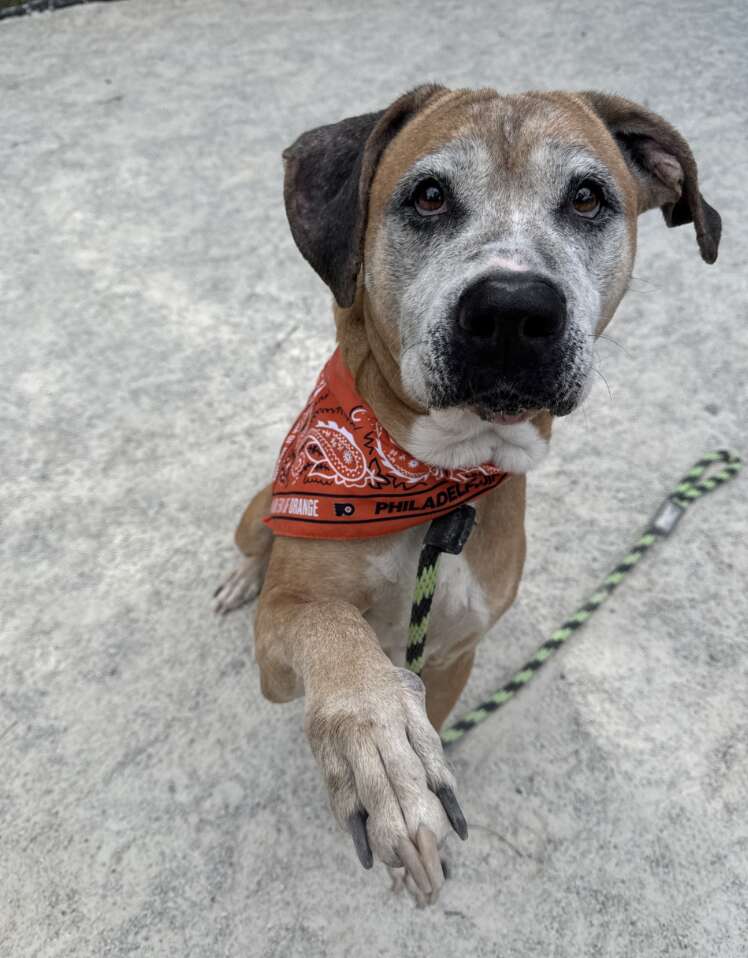 dog raising paw