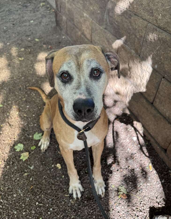 brown senior dog 