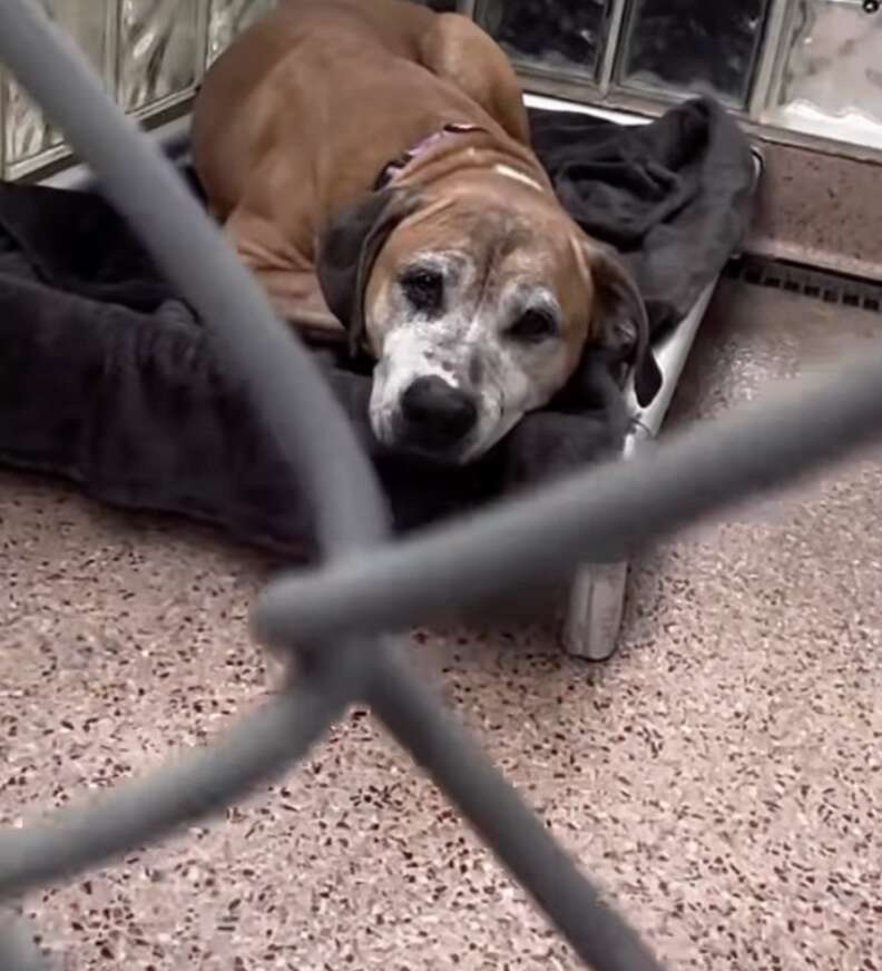 dog in kennel 