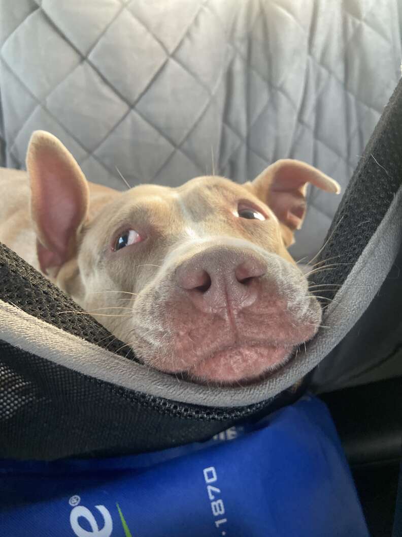 closeup of a pittie