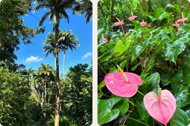 Flower Forest Botanical Gardens barbados