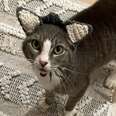 cat with crochet ears