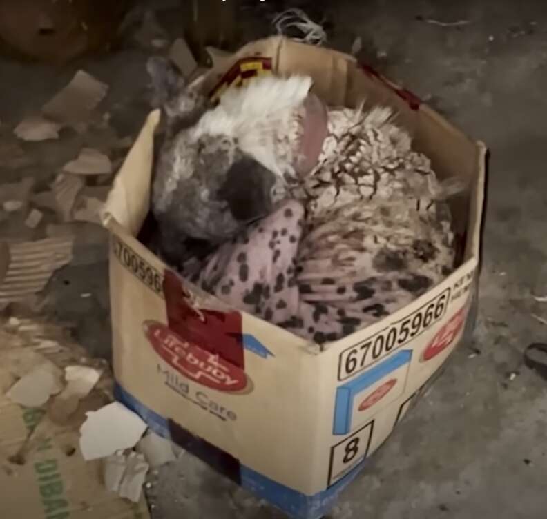 Perro en una pequeña caja de cartón.