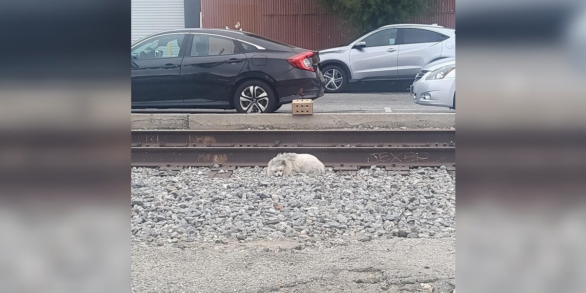 Fluffy Stray Dog Sleeps On Train Tracks, Hoping Someone Will Notice