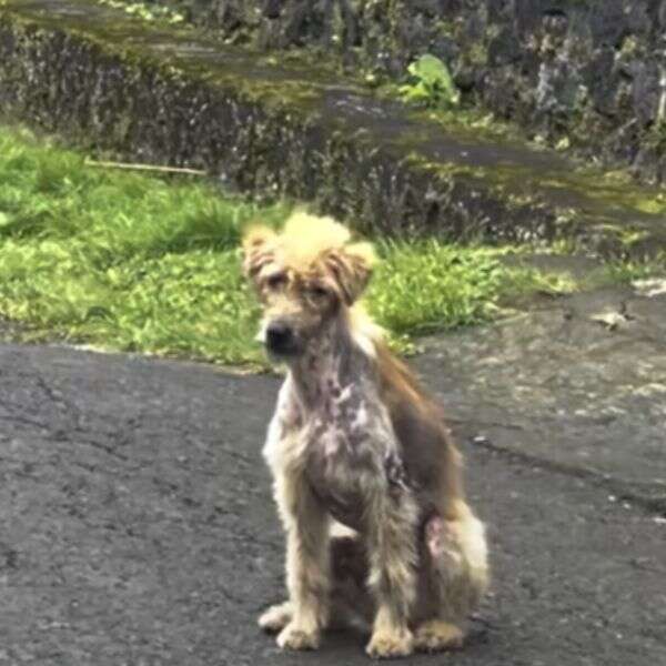 stray dog