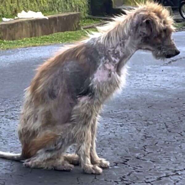 malnourished dog
