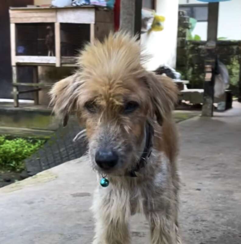 dog