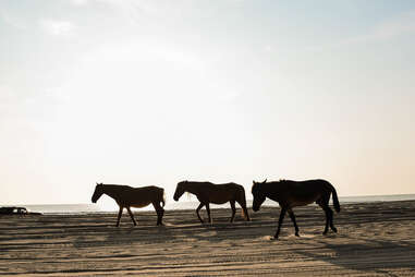 Carova Beach, North Carolina