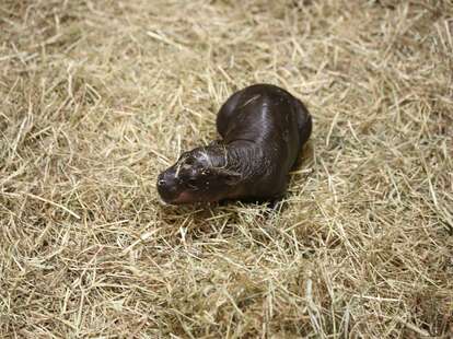A photo of the new pygmy hippo Haggis