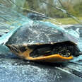 'Miracle' Turtle Walks Away Unscathed After Crashing Through Windshield