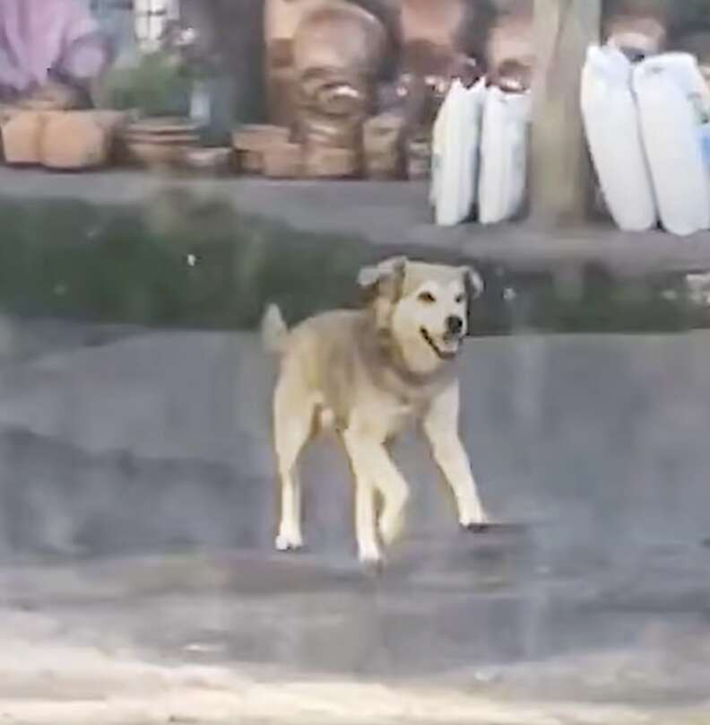 dog running through street