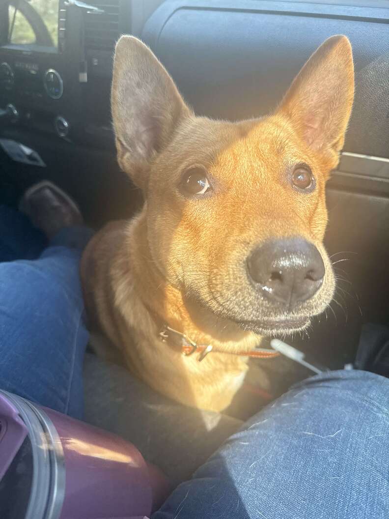 Rescue dog saves family from fire