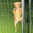 Shelter Dog Climbs The Bars Of Her Kennel Begging To Be Hugged