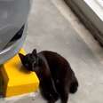 cat sleeping in parking spot