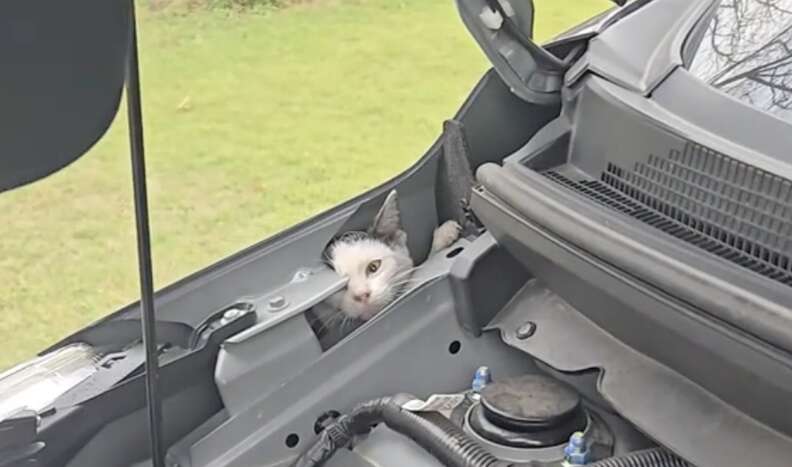 Cat popping out of engine