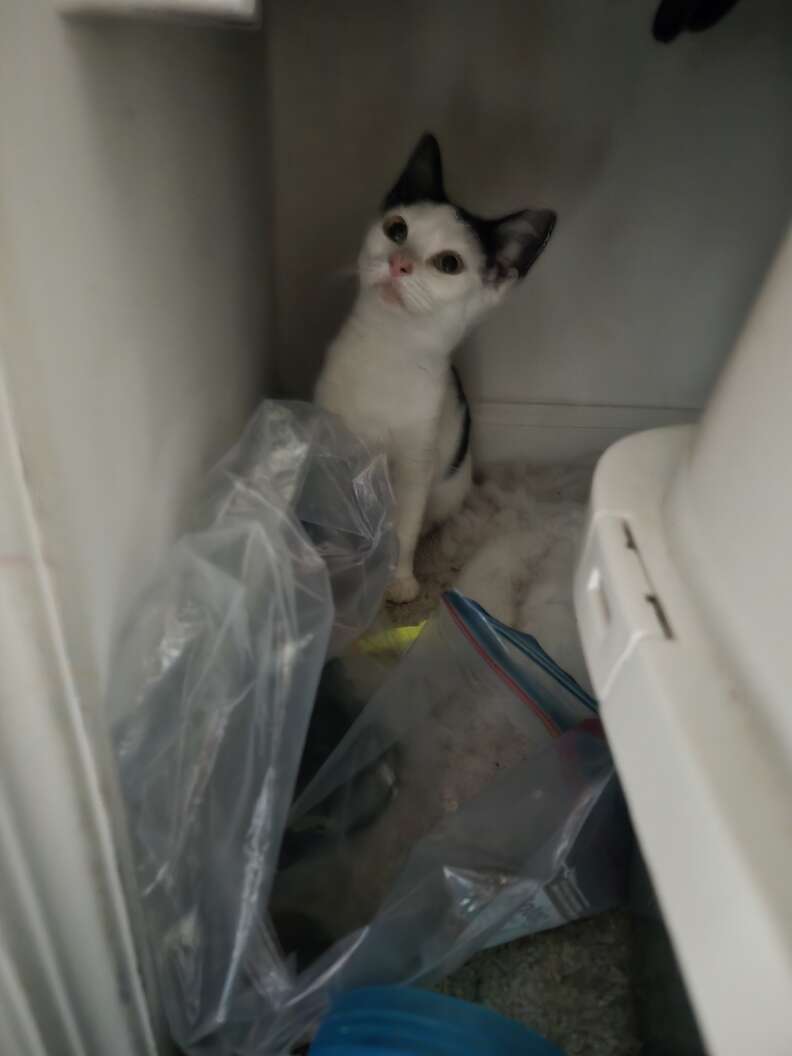 Cat in closet