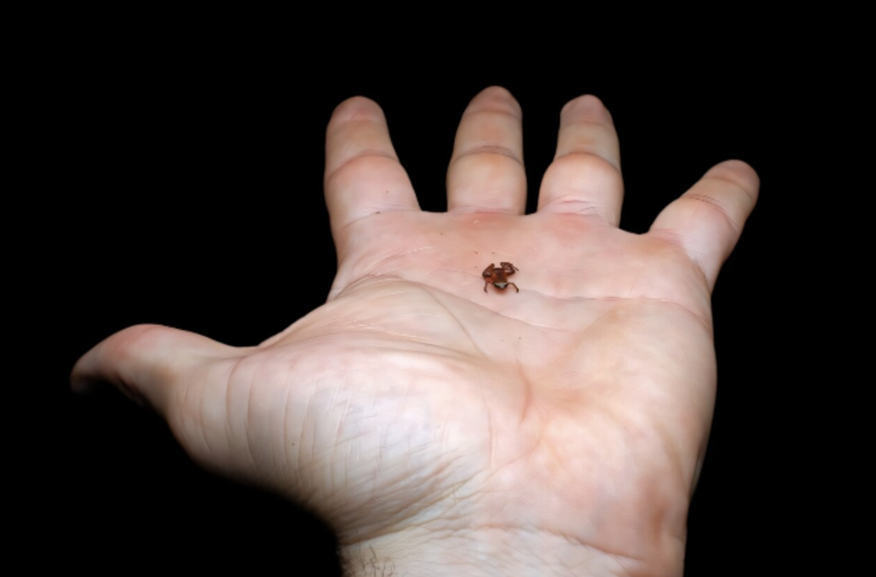 Tiny Speck On Hand Isn’t A Bug — It's An Adorable New Frog Species ...